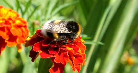 Bumblebee on marigolds flower. Summer macro shooting. Video stock 207229272