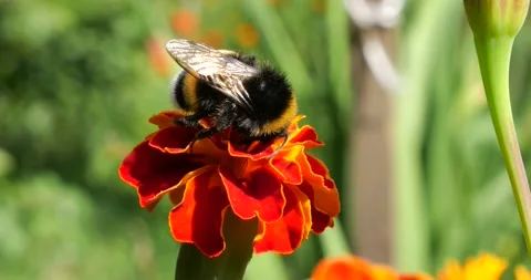 Bumblebee on marigolds flower. Summer macro shooting. Video stock 207229503