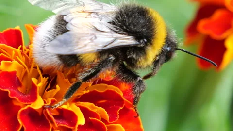 Bumblebee on marigolds flower. Summer macro shooting. Video stock 207230570
