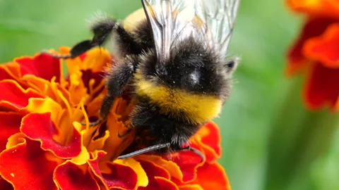 Bumblebee on marigolds flower. Summer macro shooting. Video stock 207230824