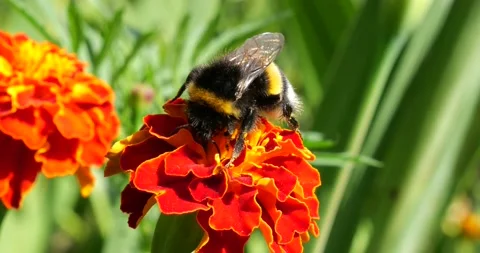 Bumblebee on marigolds flower. Summer macro shooting. Video stock 207232039