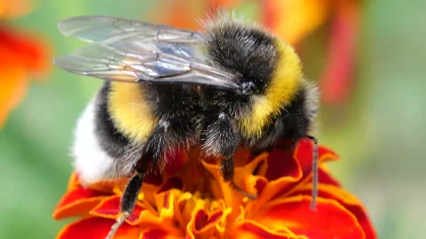 Bumblebee on marigolds flower. Summer macro shooting. Video stock 207232663