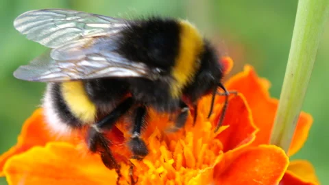 Bumblebee on marigolds flower. Summer macro shooting. Video stock 207232993