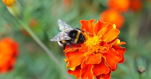Bumblebee on marigolds flower. Summer macro shooting. Video stock 207233821
