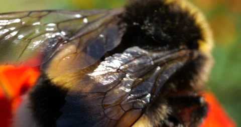 Bumblebee on marigolds flower. Summer macro shooting. Video stock 208922103