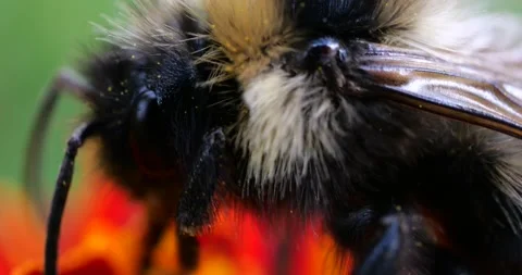 Bumblebee on marigolds flower. Summer macro shooting. Video stock 208922138