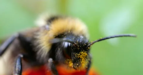 Bumblebee on marigolds flower. Summer macro shooting. Video stock 208922258