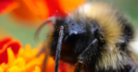 Bumblebee on marigolds flower. Summer macro shooting. Video stock 208922356