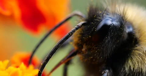 Bumblebee on marigolds flower. Summer macro shooting. Video stock 208922537