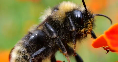 Bumblebee on marigolds flower. Summer macro shooting. Video stock 208922572