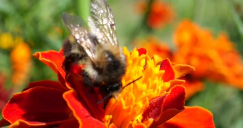 Bumblebee on marigolds flower. Summer macro shooting. Video stock 208922679