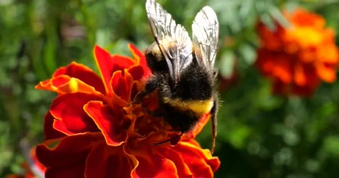 Bumblebee on marigolds flower. Summer macro shooting. Stock Footage 208926078