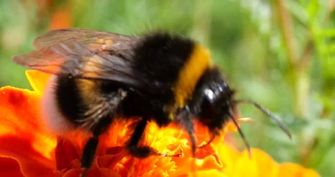 Bumblebee on marigolds flower. Summer macro shooting. Stock Footage 208926218
