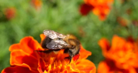 Bumblebee on marigolds flower. Summer macro shooting. Stock Footage 208926352
