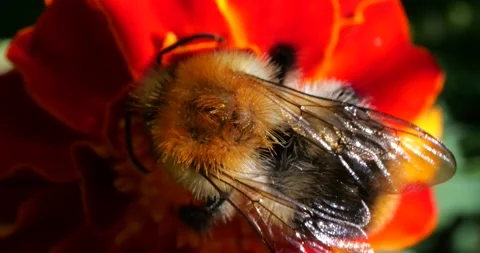 Bumblebee on marigolds flower. Summer macro shooting. Stock Footage 208926388