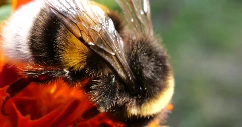 Bumblebee on marigolds flower. Summer macro shooting. Stock Footage 208926462