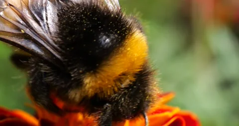 Bumblebee on marigolds flower. Summer macro shooting. Stock Footage 208926488