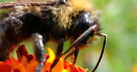 Bumblebee on marigolds flower. Summer macro shooting. Stock Footage 208926764
