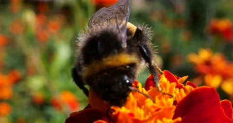 Bumblebee on marigolds flower. Summer macro shooting. Stock Footage 208926837