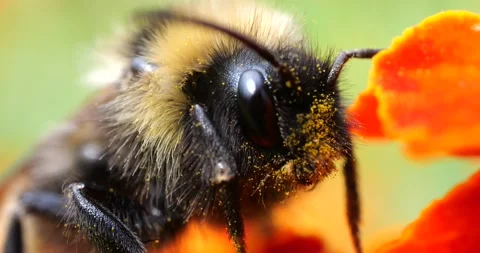 Bumblebee on marigolds flower. Summer macro shooting. Stock Footage 208926844