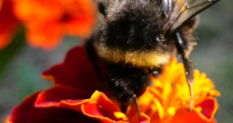 Bumblebee on marigolds flower. Summer macro shooting. Stock Footage 208926845