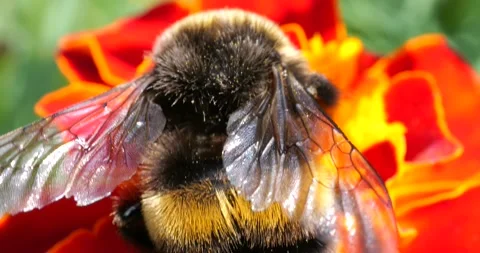 Bumblebee on marigolds flower. Summer macro shooting. Stock Footage 208926914