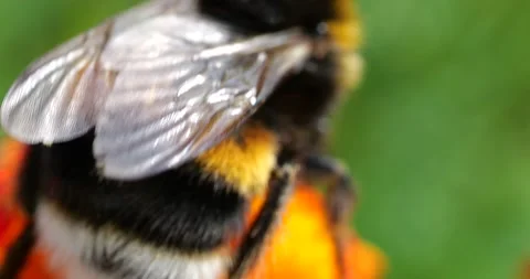 Bumblebee on marigolds flower. Summer macro shooting. Stock Footage 208926942