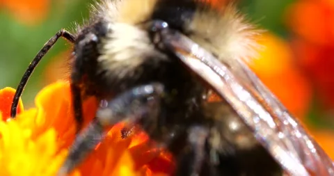Bumblebee on marigolds flower. Summer macro shooting. Stock Footage 208926992