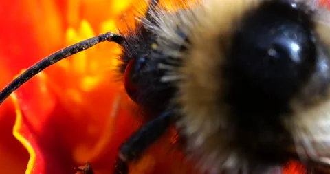 Bumblebee on marigolds flower. Summer macro shooting. Stock Footage 208927048