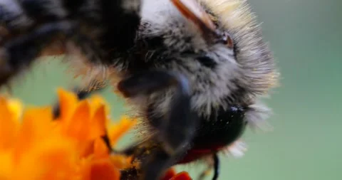 Bumblebee on marigolds flower. Summer macro shooting. Stock Footage 208927144
