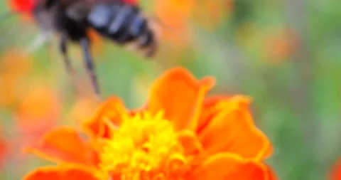 Bumblebee on marigolds flower. Summer macro shooting. Stock Footage 208927164
