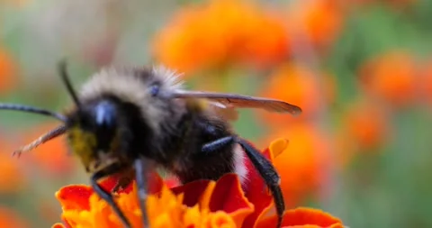 Bumblebee on marigolds flower. Summer macro shooting. Stock Footage 208927186