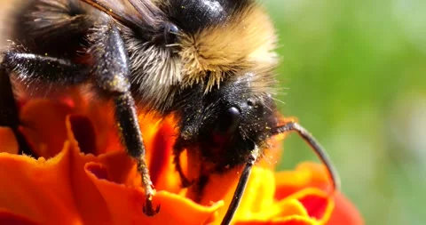 Bumblebee on marigolds flower. Summer macro shooting. Stock Footage 208927193
