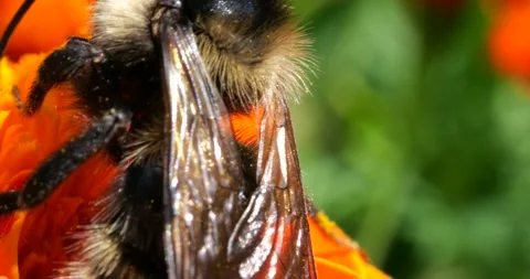 Bumblebee on marigolds flower. Summer macro shooting. Stock Footage 208927487