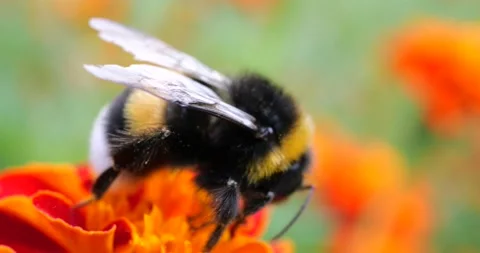 Bumblebee on marigolds flower. Summer macro shooting. Stock Footage 208927576