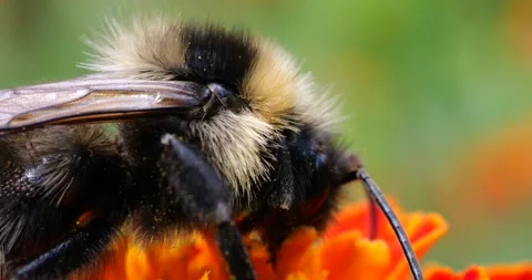Bumblebee on marigolds flower. Summer macro shooting. Stock Footage 208927806