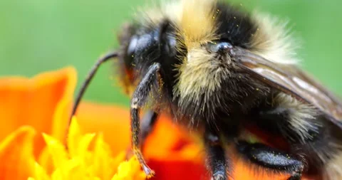 Bumblebee on marigolds flower. Summer macro shooting. Stock Footage 208927887