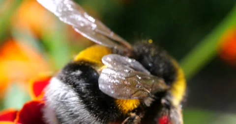 Bumblebee on marigolds flower. Summer macro shooting. Stock Footage 208927894