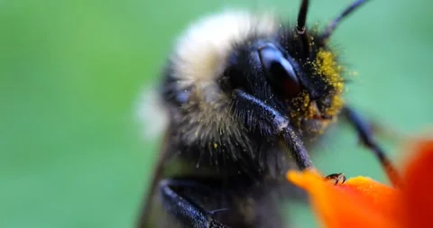 Bumblebee on marigolds flower. Summer macro shooting. Stock Footage 208927900