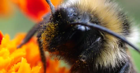 Bumblebee on marigolds flower. Summer macro shooting. Stock Footage 208927909