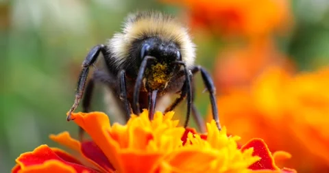 Bumblebee on marigolds flower. Summer macro shooting. Stock Footage 208928000