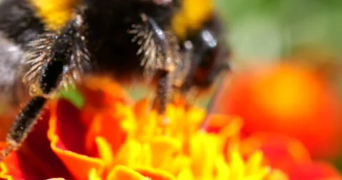 Bumblebee on marigolds flower. Summer macro shooting. Stock Footage 208928129