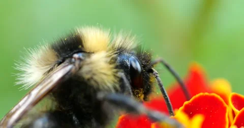 Bumblebee on marigolds flower. Summer macro shooting. Stock Footage 208928227