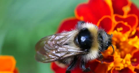 Bumblebee on marigolds flower. Summer macro shooting. Stock Footage 208928285