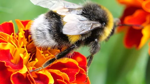 Bumblebee on marigolds flower. Summer macro shooting. Stock Footage 212435299