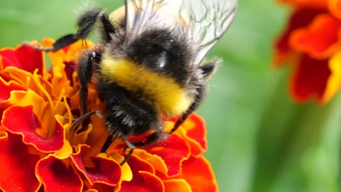 Bumblebee on marigolds flower. Summer macro shooting. Stock-Footage 212435330