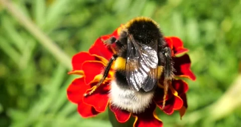 Bumblebee on marigolds flower. Summer macro shooting. Stock Footage 220604332