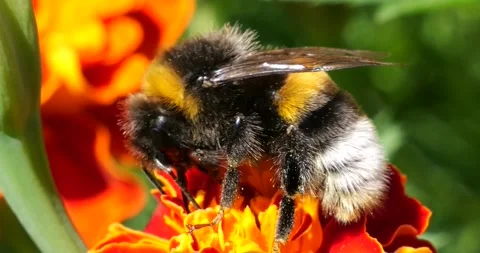 Bumblebee on marigolds flower. Summer macro shooting. Stock Footage 220604444