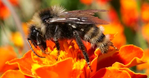 Bumblebee on marigolds flower. Summer macro shooting. Stock Footage 220604555