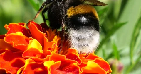 Bumblebee on marigolds flower. Summer macro shooting. Stock Footage 220604558